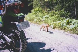 キタキツネ