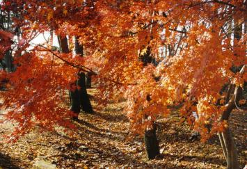 MOMIJI