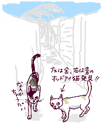 コーチンの路地