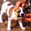 夫にいじめられる犬