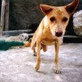カメラ好き犬