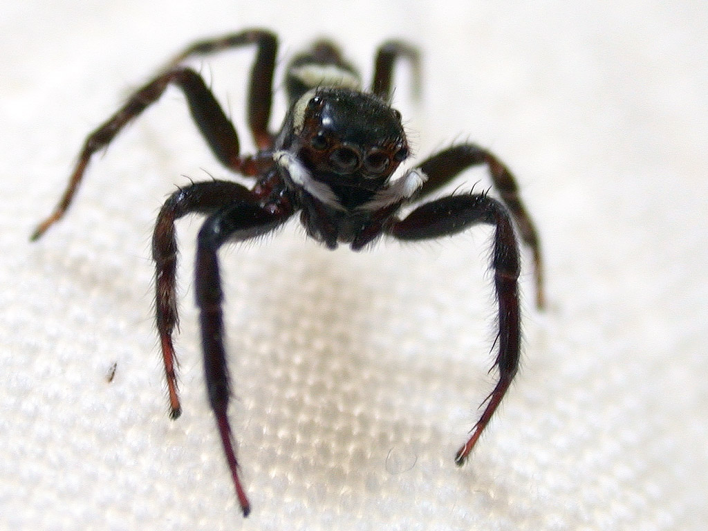 J-S-P-G ハエトリグモ 020915