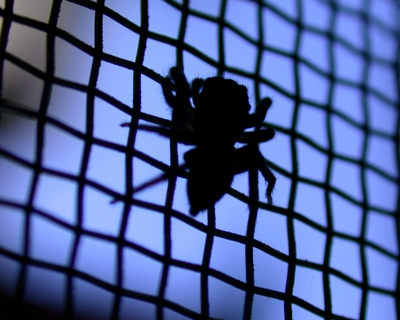 ハナグモ　Hanagumo ハナグモ