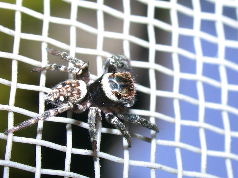 J-S-P-G ハエトリグモ 021028-2