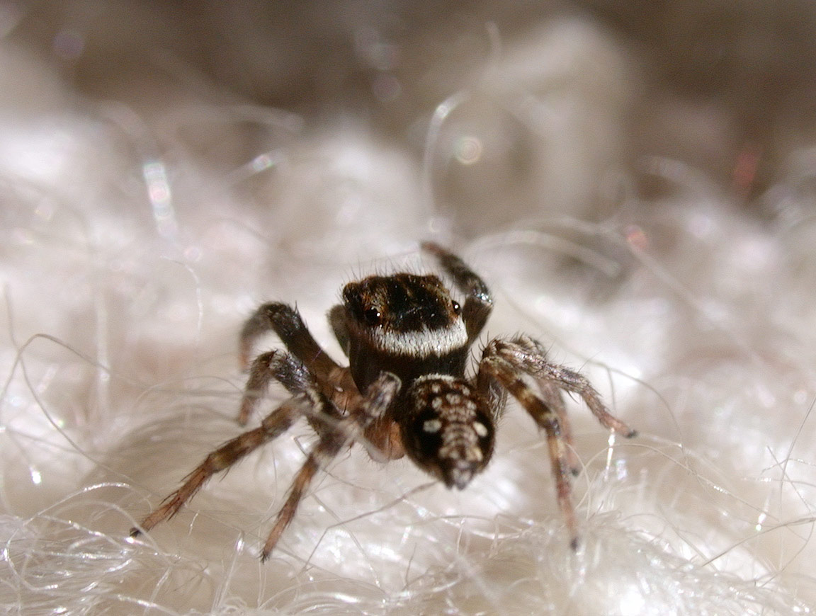 ハナグモ　Hanagumo ハナグモ