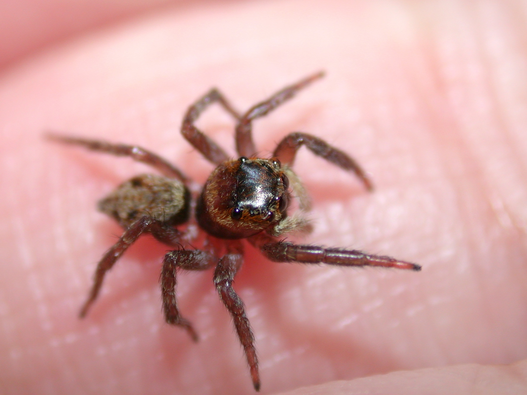 ハナグモ　Hanagumo ハナグモ（花蜘蛛）