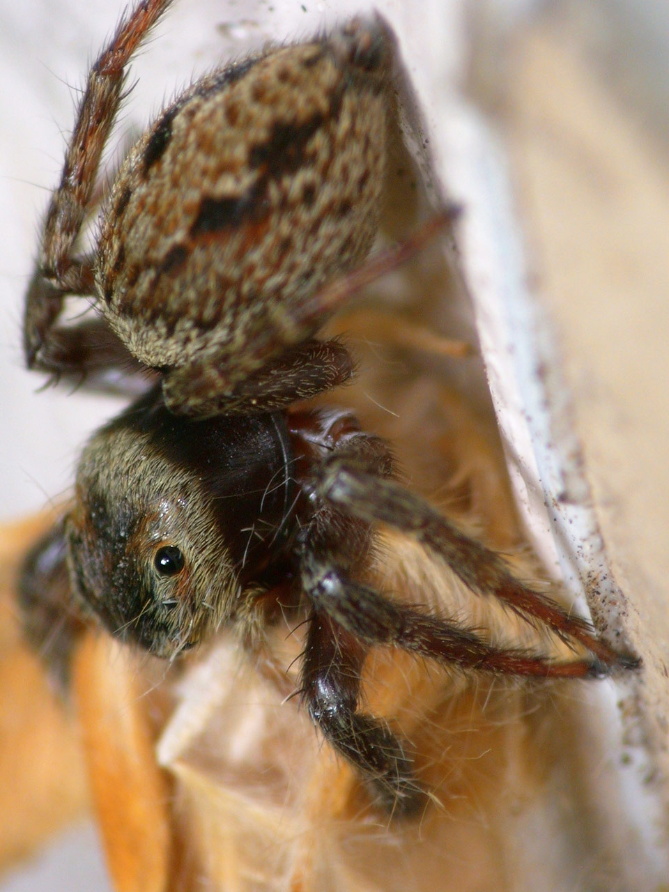 Fashionable Jumping Spiders ハエトリグモ, クモ, 美しい生物