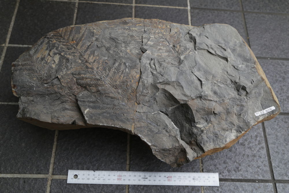 b630◇生殖と遺伝 第一生殖篇◇石川光春◇南郊社◇