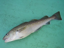 魚種別攻略マダラ