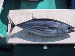 魚種別攻略メジカツオ