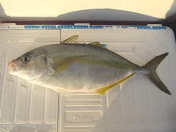 魚種別攻略シマアジ