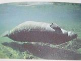 manatee