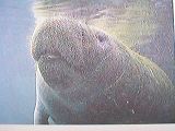 manatee