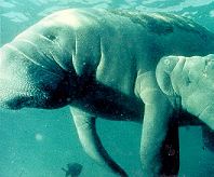 manatee