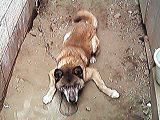 dog2