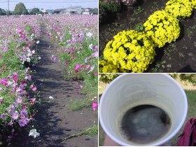 コスモス畑の中の道&黄色い花&黒ビール