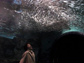 天井で渦を巻く魚たち