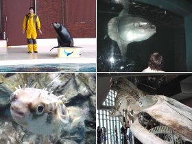 アシカ&マンボウ&ハリセンボン&シロナガスクジラ骨格標本