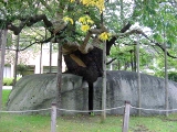 石割桜