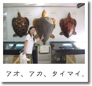 アオ、アカ、タイマイ。