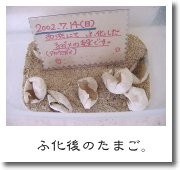 ふ化後のたまご。