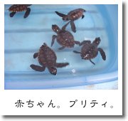 赤ちゃん。プリティ。
