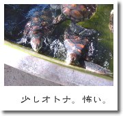 少しオトナ。怖い。