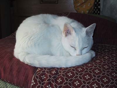 �ʂ��ʂ��i�i