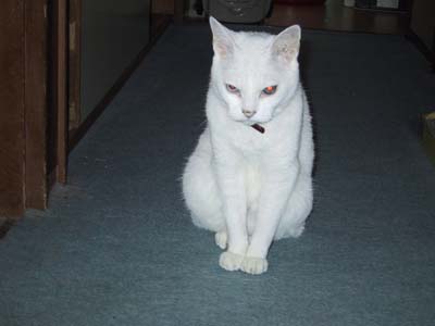 �^�[�~�l�[�^�[