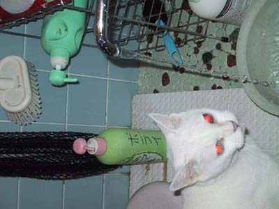 �i�j���Ă񂾃R��