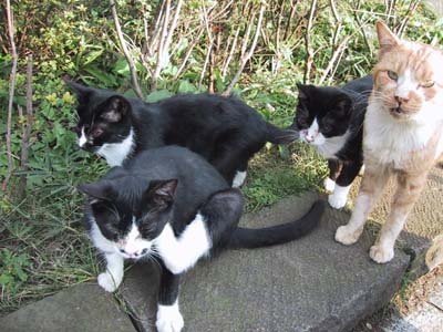 �������̔L����