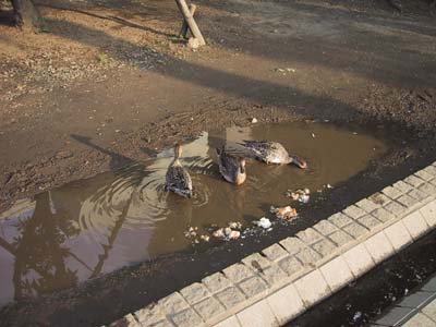 �������̊�����