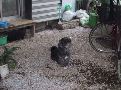 �W���b�L�[