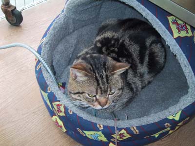 �q�����H