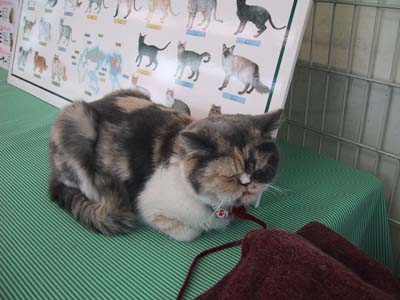 �Ԃ����傤�Y��