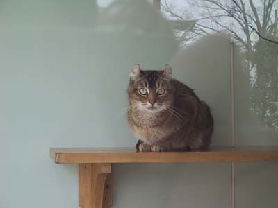 �ڐ����傤����