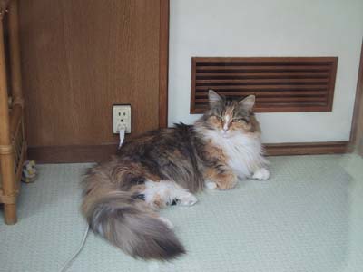 �S�[�W���X