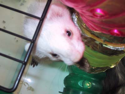 ���t�F���b�g