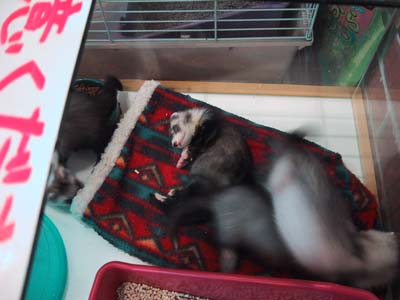 �Q�t�F���b�g