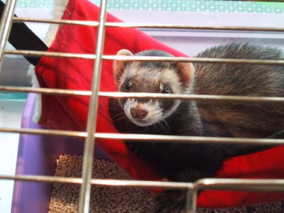 �B�t�F���b�g