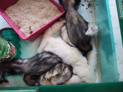 ���C����́H