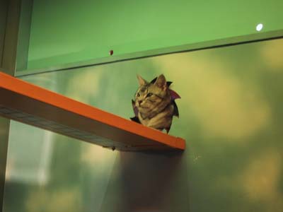 ���L�i���ʁj