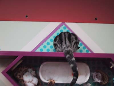 ���L�i�w�ʁj