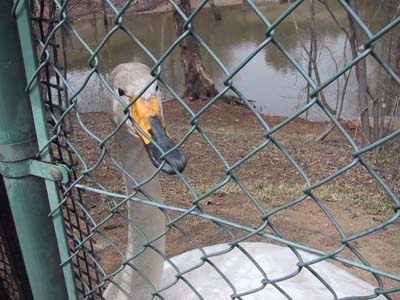 ��������Ⴂ