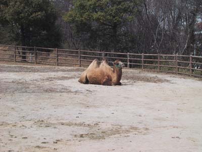 �ӂ������