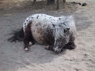 ����|�j�[