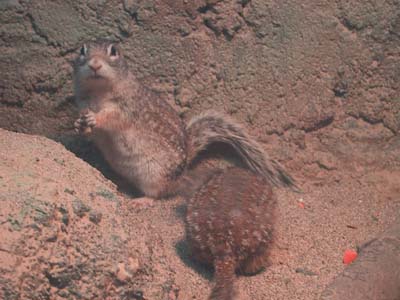 �ڐ�����܂����I�I