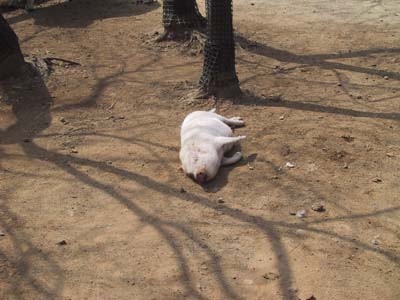 �����Ă�H