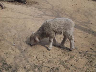 �����Ȃ��q�r