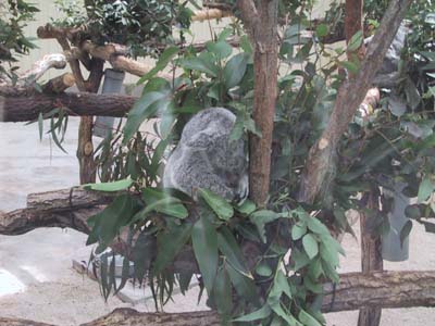 �R�A���Ă�